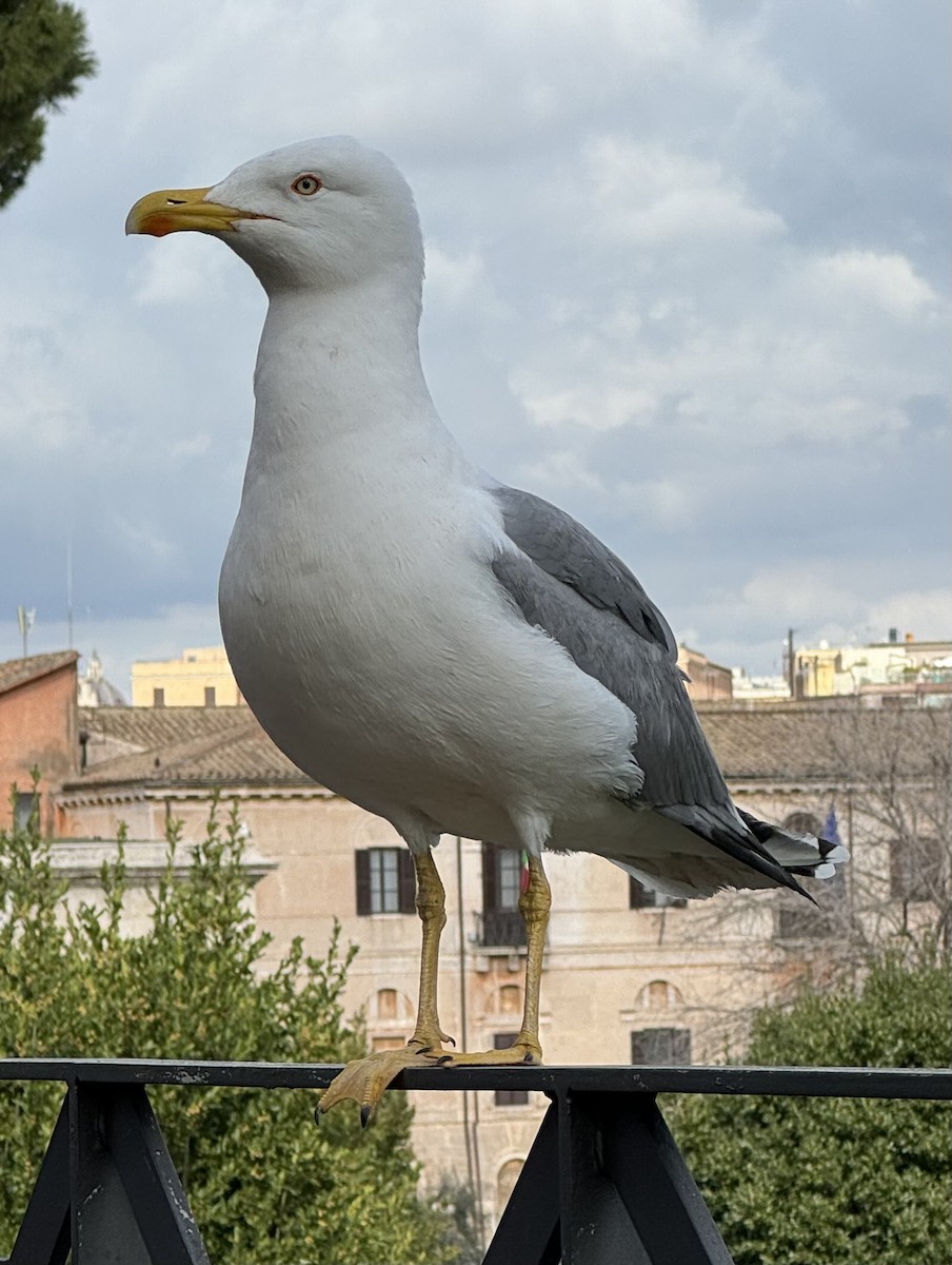 Yellow-legged Gull (michahellis) - ML616080583
