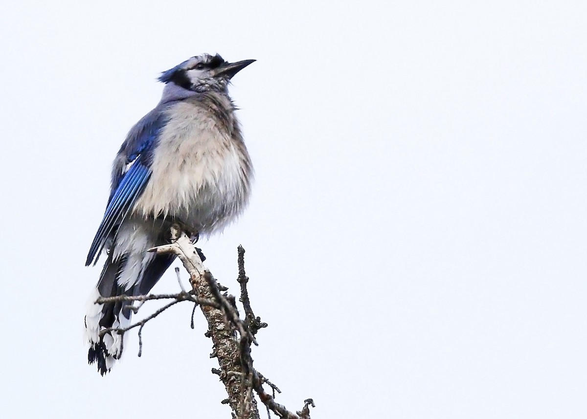 Blue Jay - Ken Pride