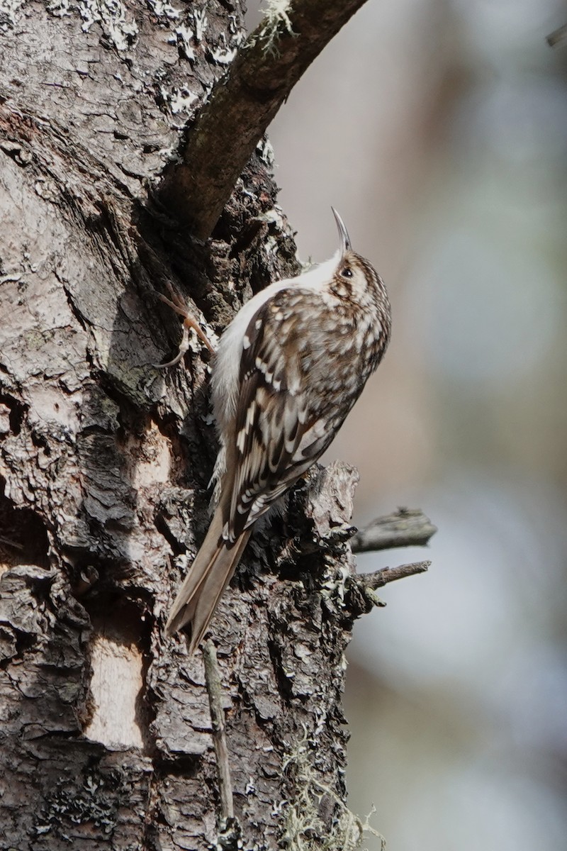 Brown Creeper - ML616080706