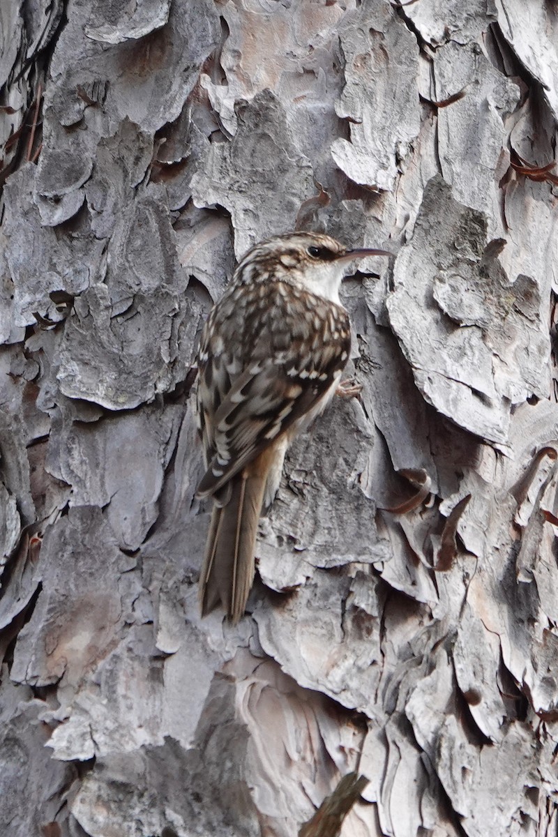 Brown Creeper - ML616080707