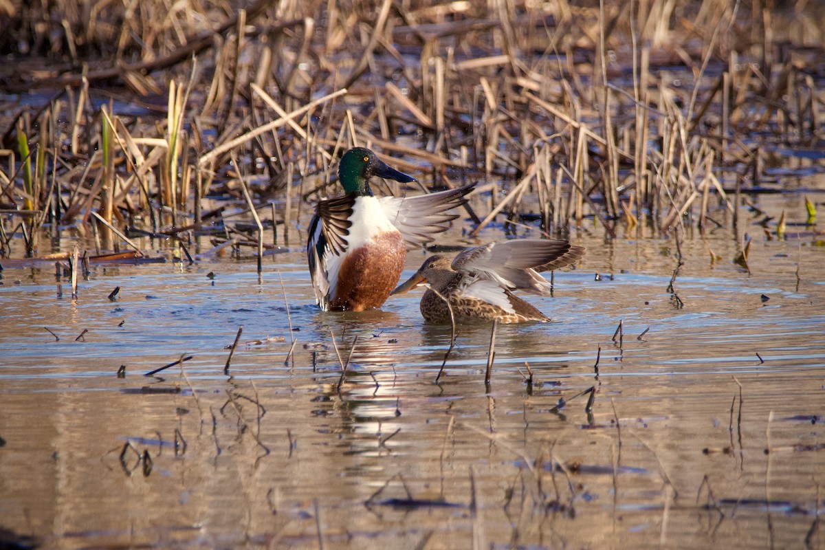 Canard souchet - ML616080761