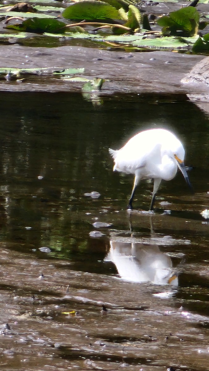 Snowy Egret - ML616080764