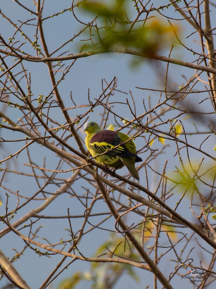 Gray-fronted Green-Pigeon - ML616080840