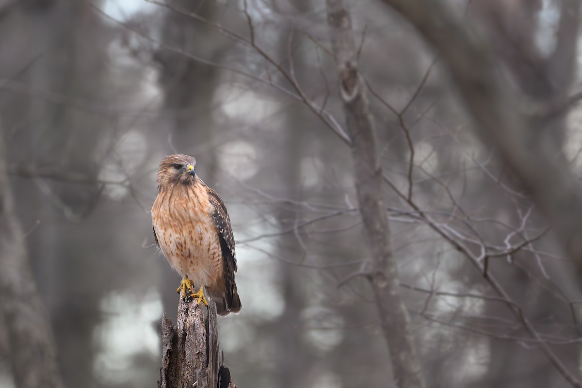 Red-shouldered Hawk - ML616080875