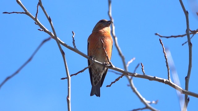 Red Crossbill - ML616080923