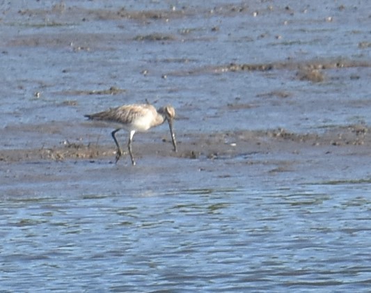 Black-tailed Godwit - Mark Tarnawski