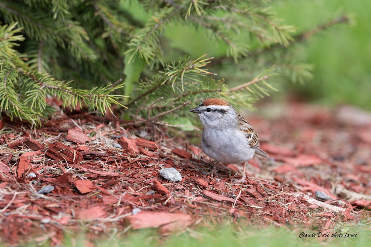 Chipping Sparrow - ML616080993