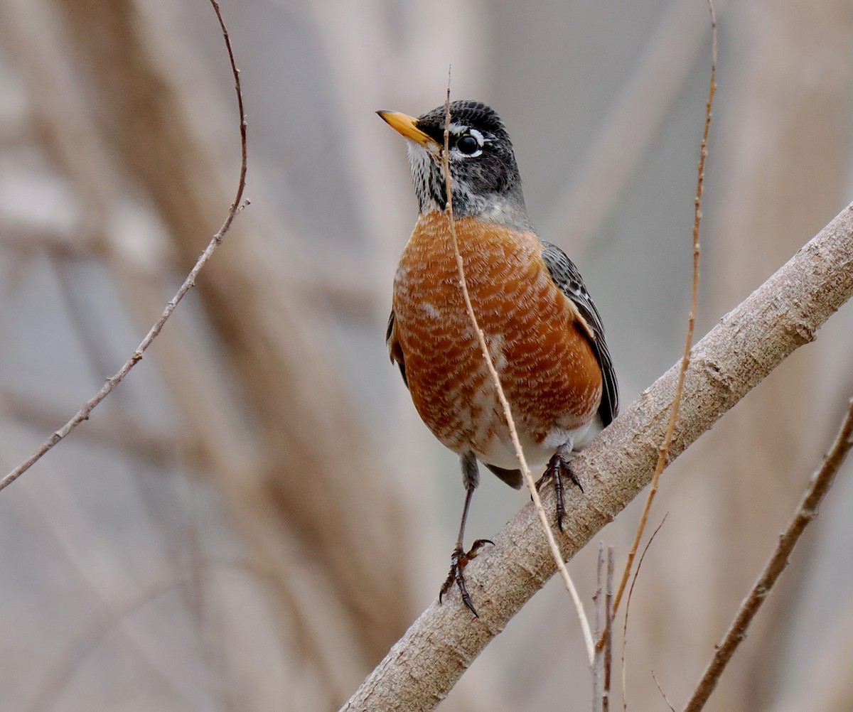 American Robin - ML616081016