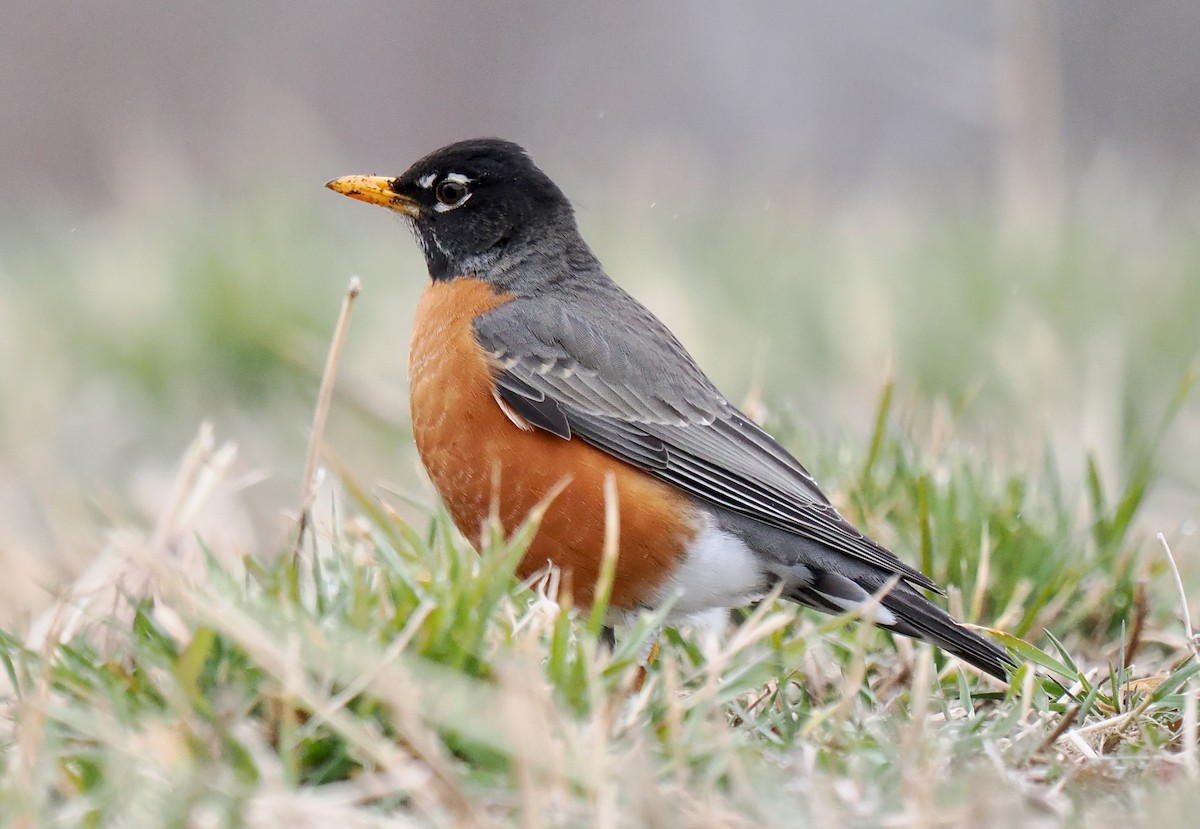 American Robin - ML616081017
