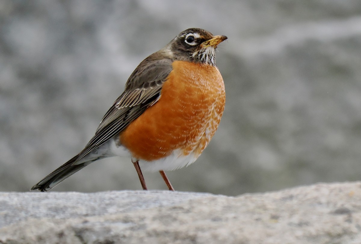 American Robin - ML616081018