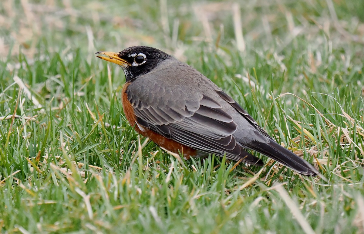 American Robin - ML616081019
