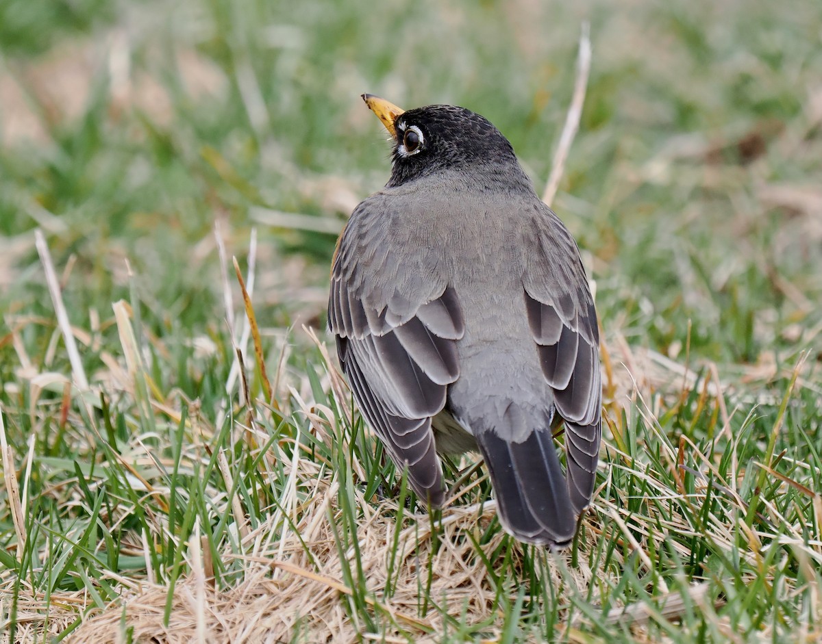 American Robin - ML616081020