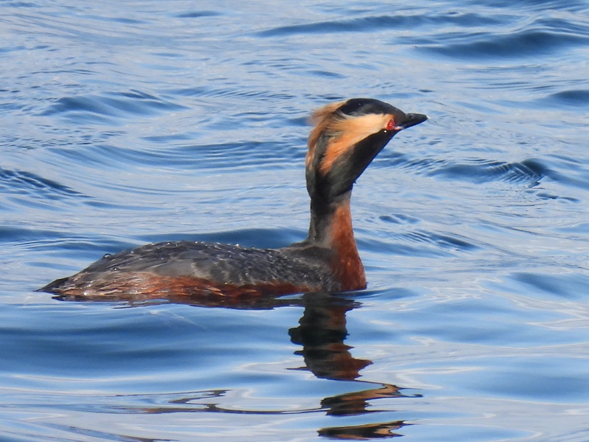 Horned Grebe - Don Holcomb