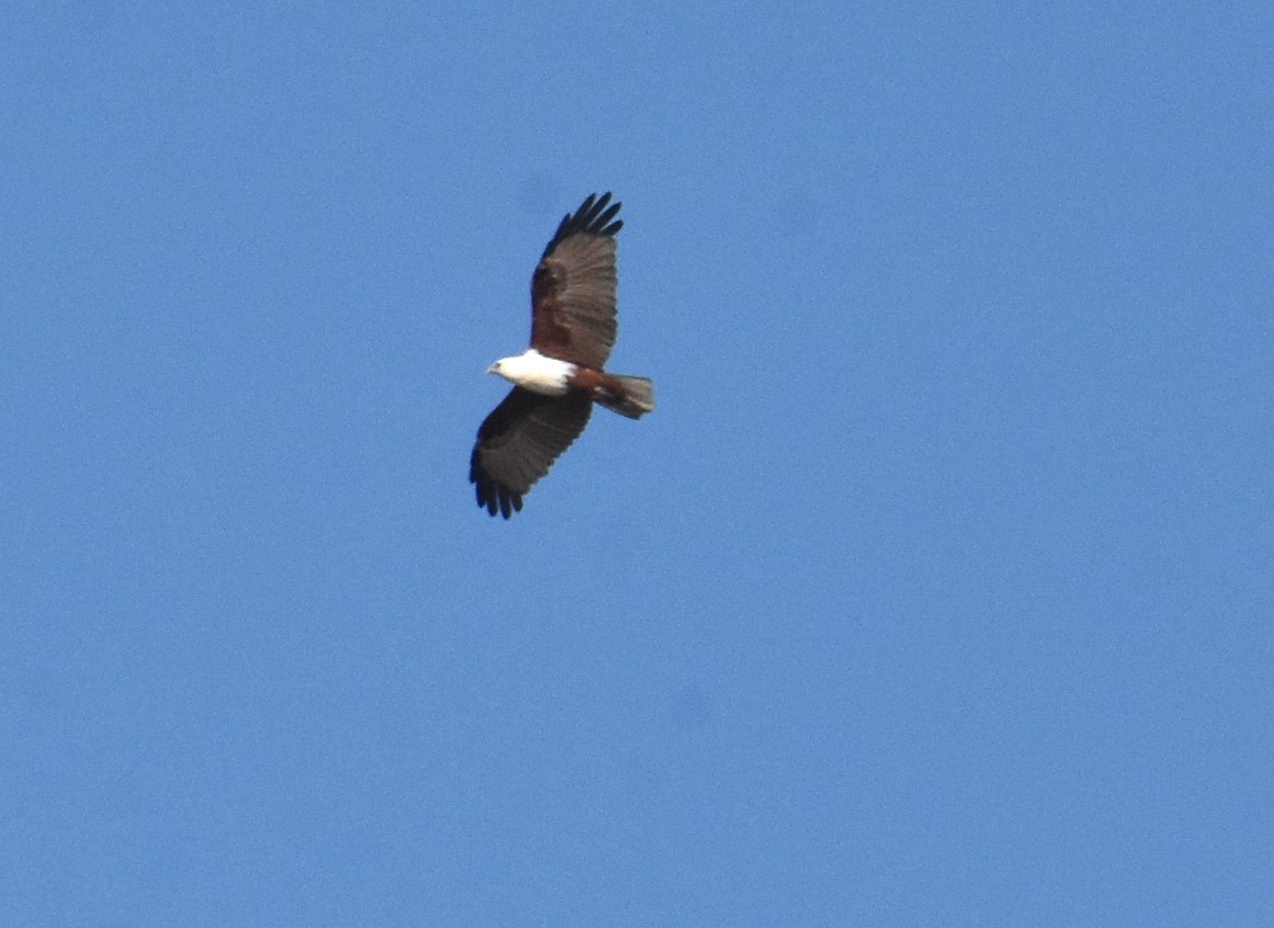 Brahminy Kite - ML616081088