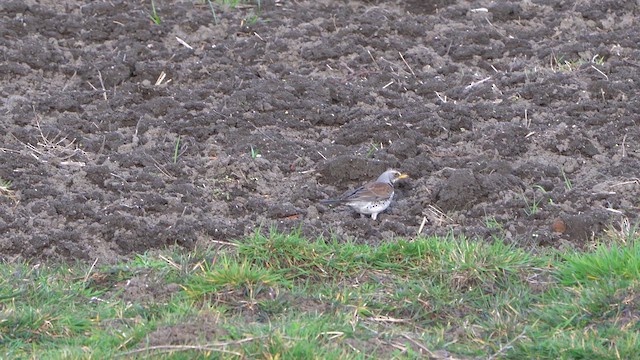 Fieldfare - ML616081107