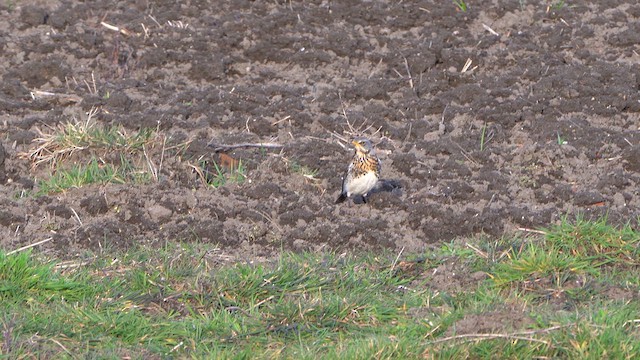 Fieldfare - ML616081120