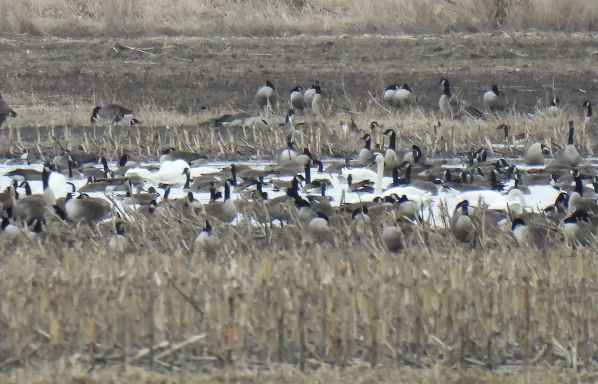 Tundra Swan - ML616081129