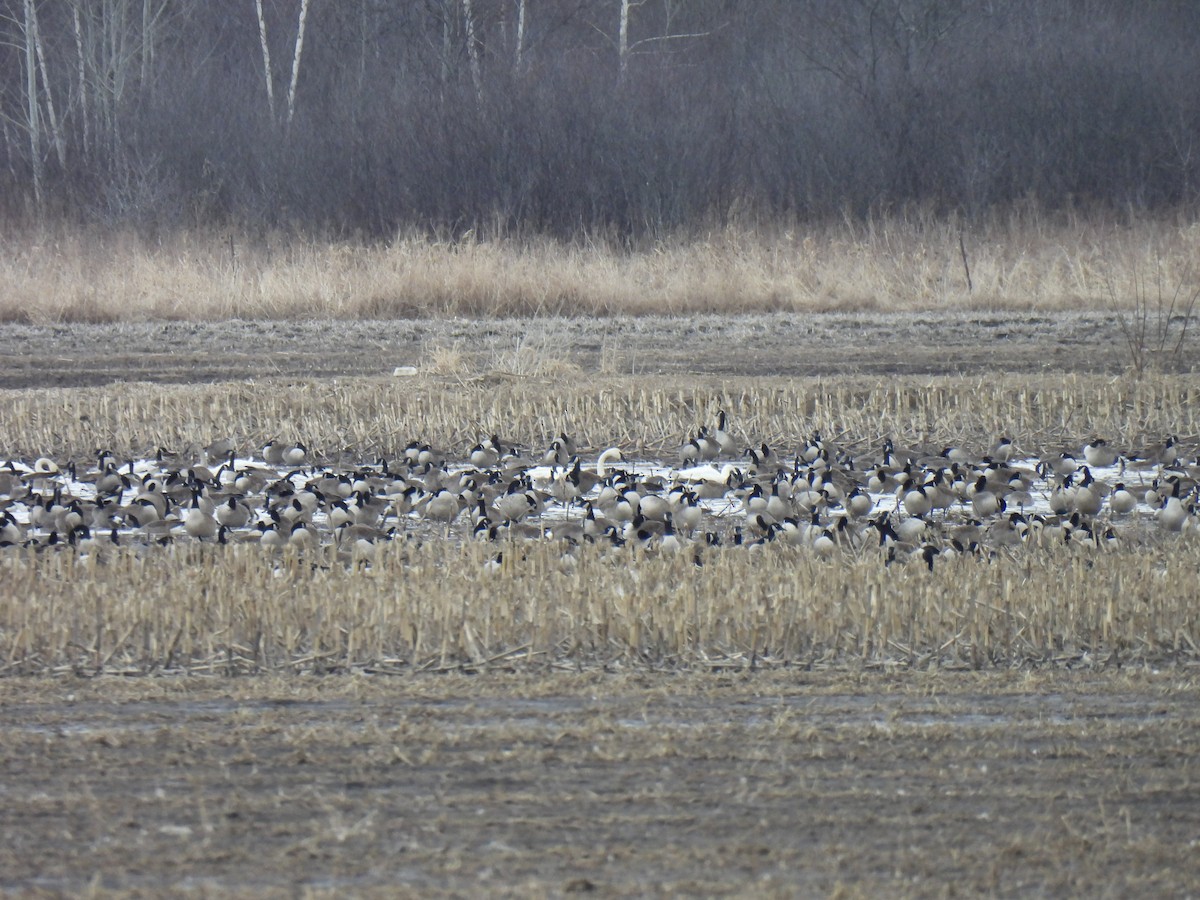 Tundra Swan - Nathan Murnaghan