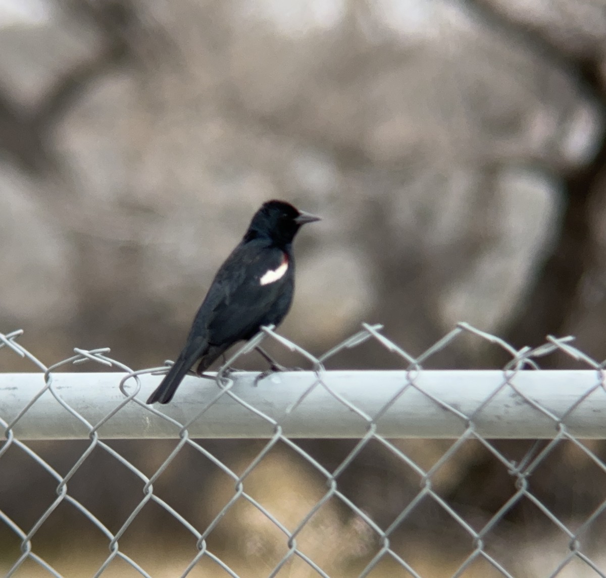 Tricolored Blackbird - ML616081286