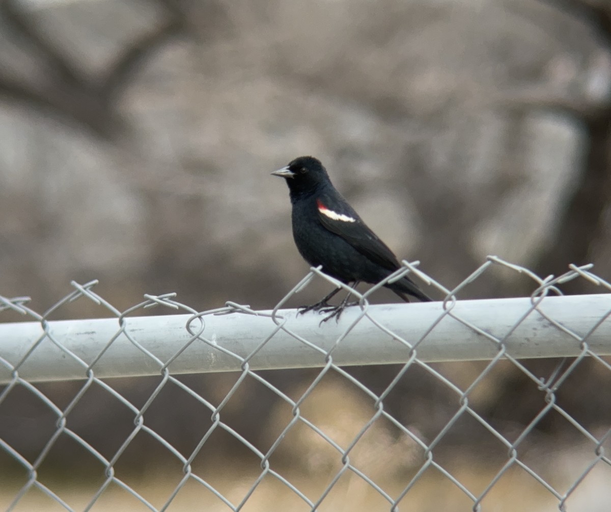 Tricolored Blackbird - ML616081287