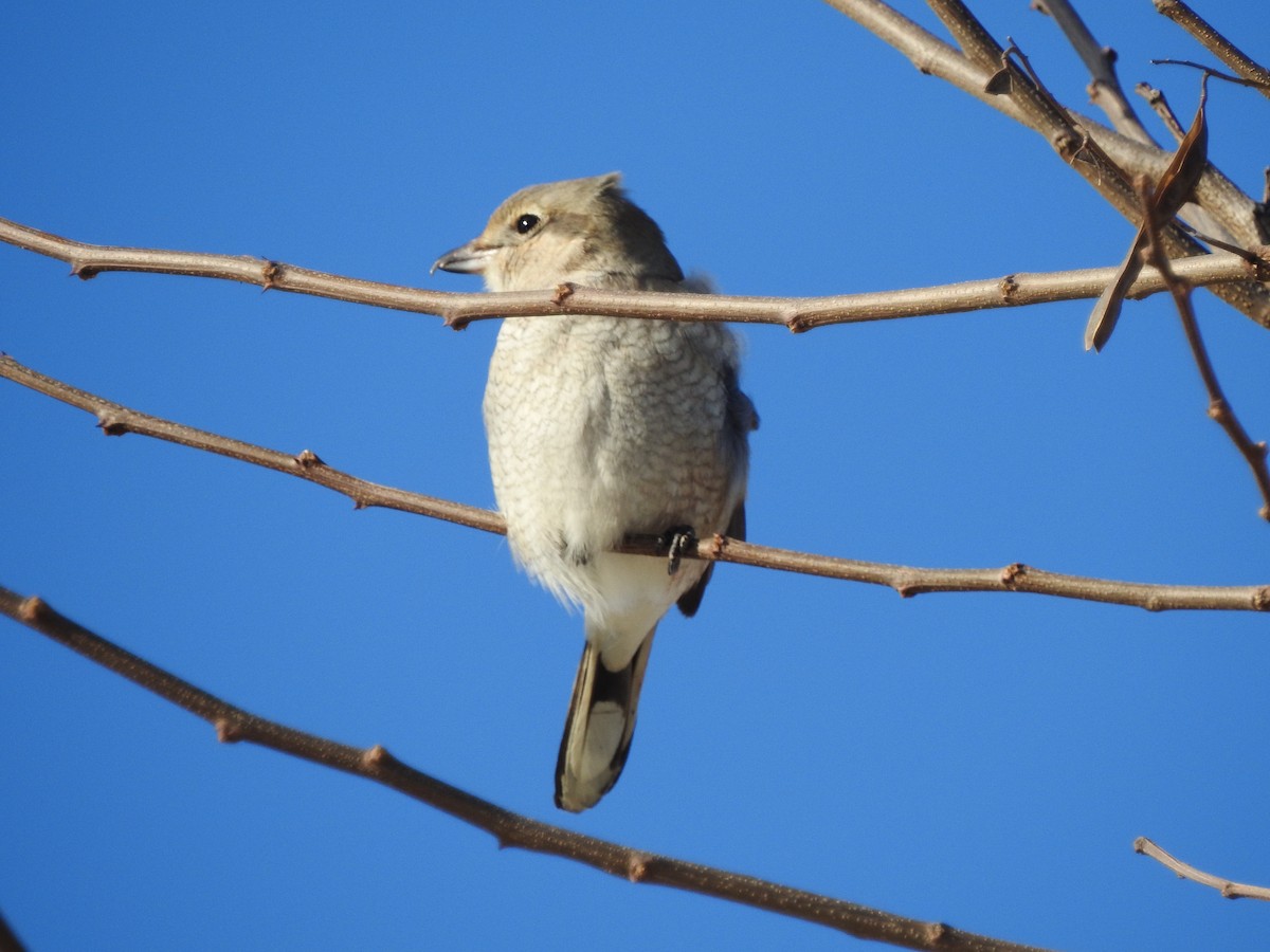 Northern Shrike - ML616081333