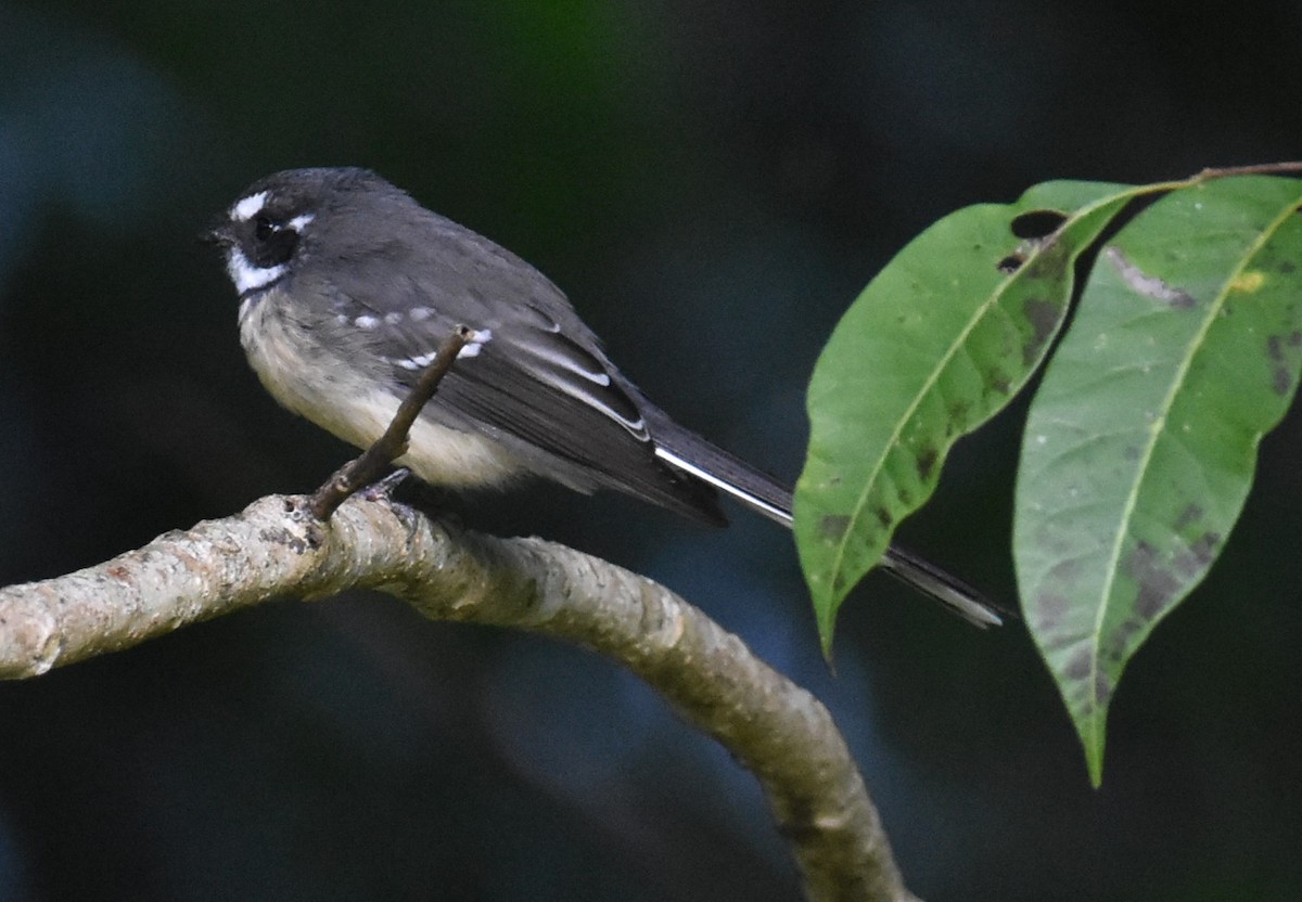 Gray Fantail - Mark Tarnawski