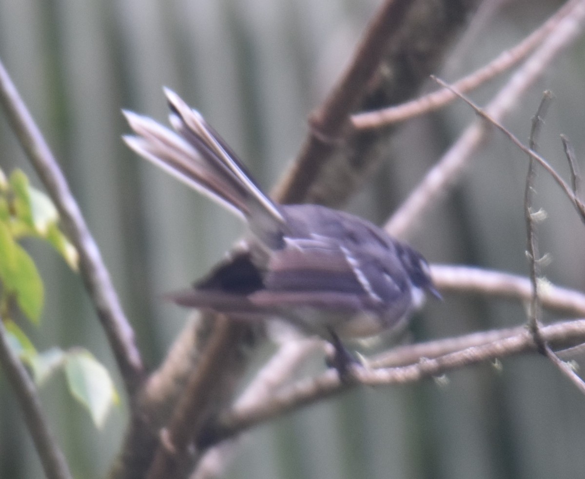 Gray Fantail - Mark Tarnawski