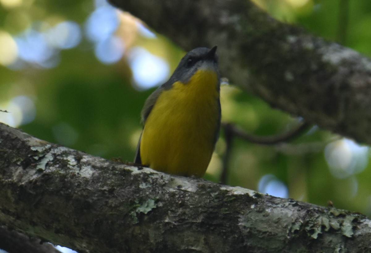 Eastern Yellow Robin - Mark Tarnawski