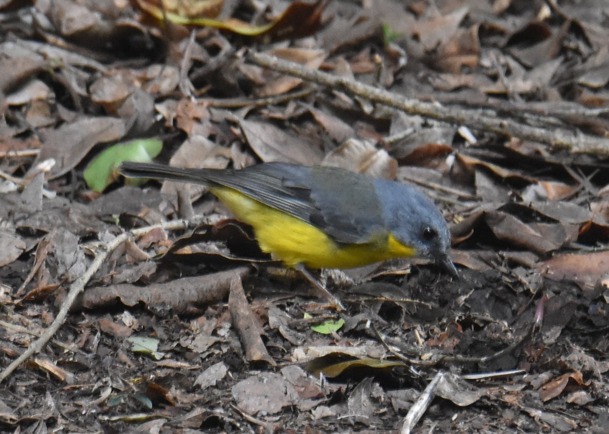 Miro à poitrine jaune - ML616081444