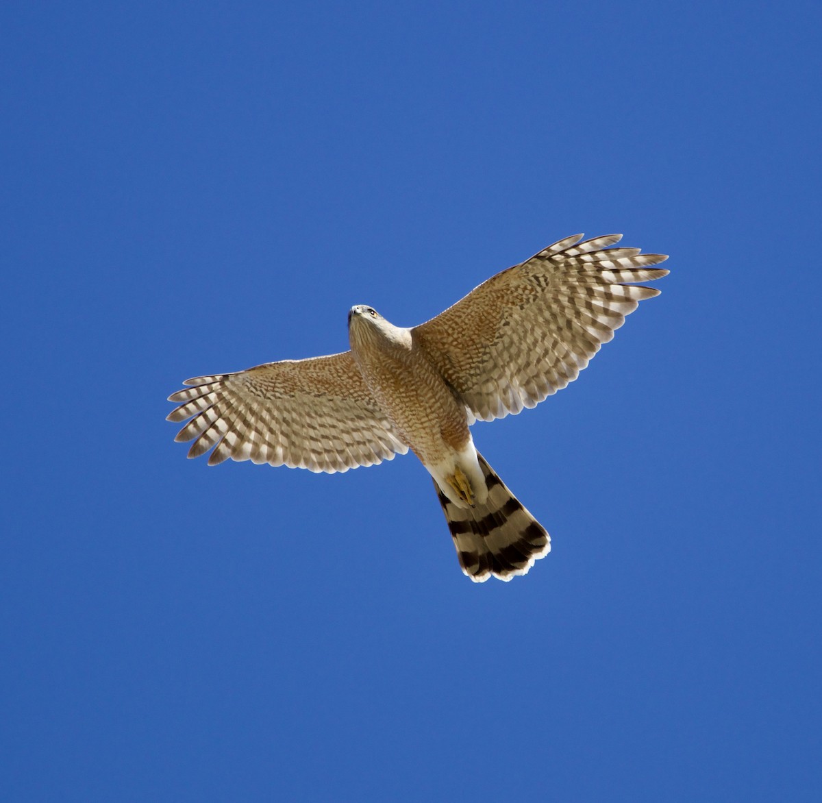 Cooper's Hawk - ML616081449