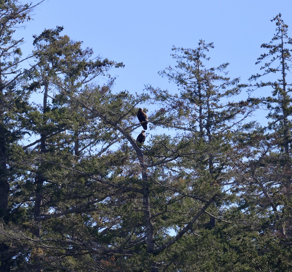 Golden Eagle - Lily Mah-Sen