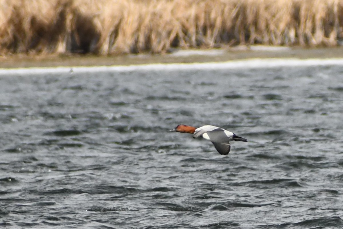 Canvasback - ML616081497