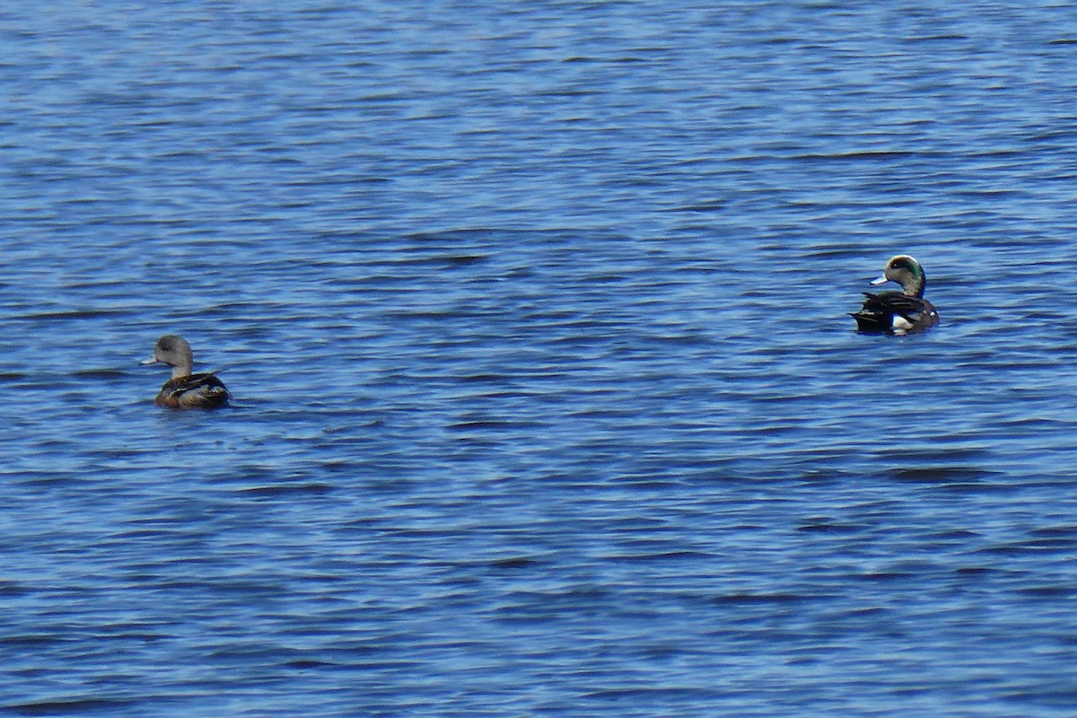 American Wigeon - K K