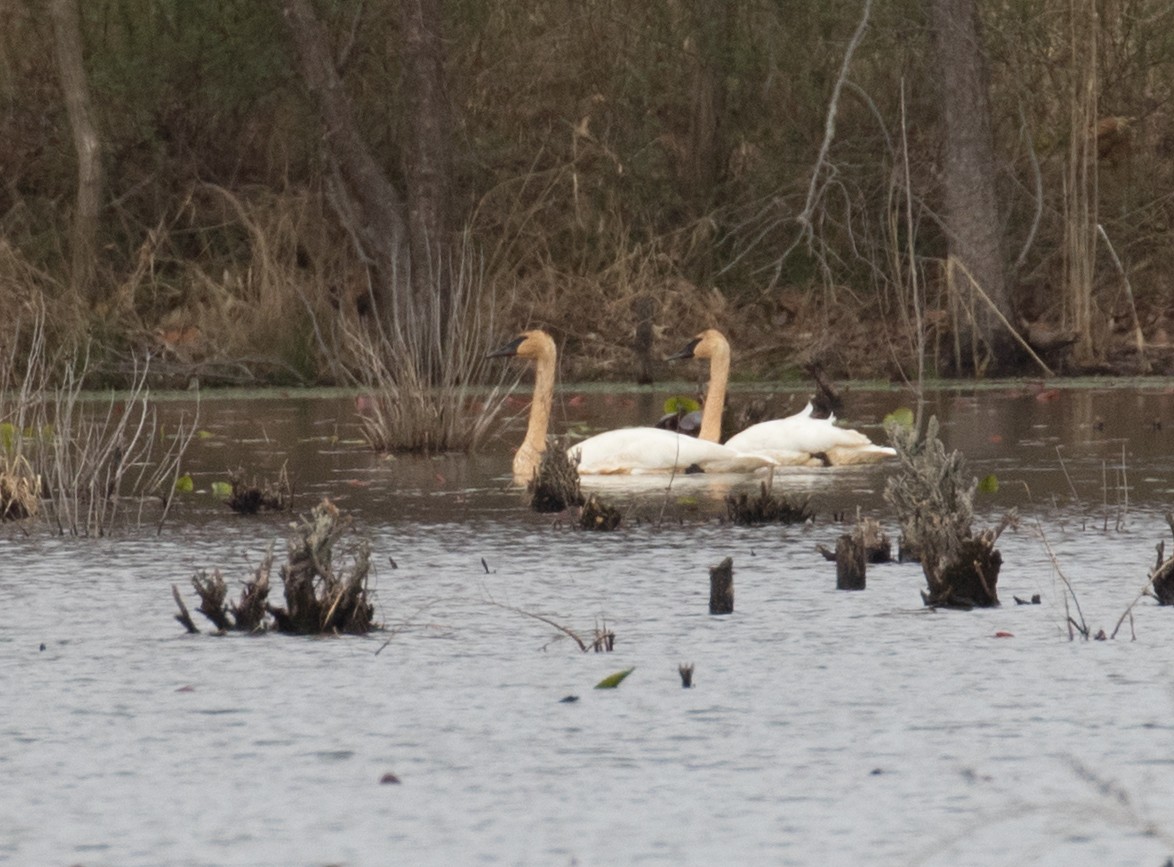 Trumpeter Swan - ML616081564