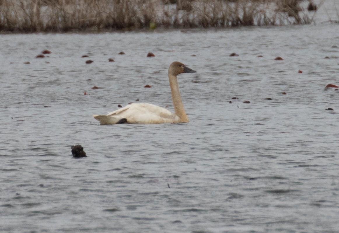 Tundra Swan - ML616081575