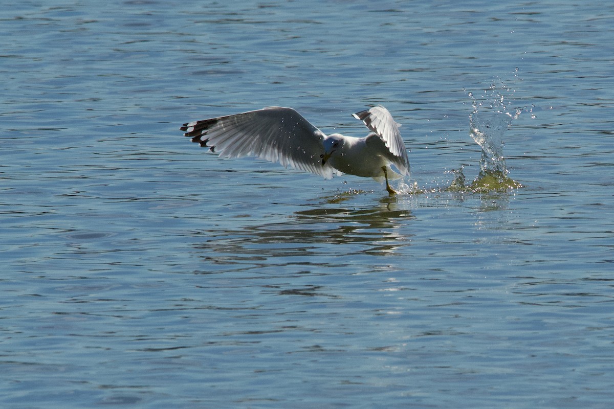 Ring-billed Gull - ML616081577