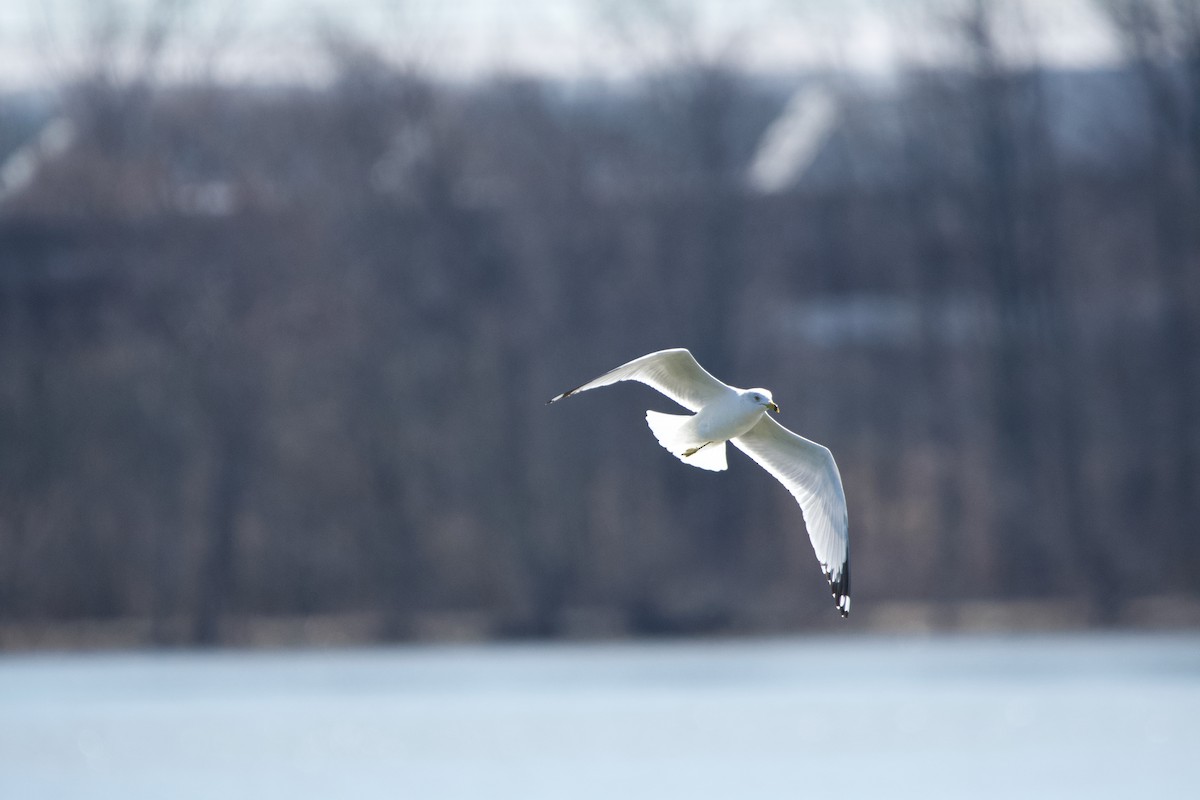 Ring-billed Gull - ML616081580