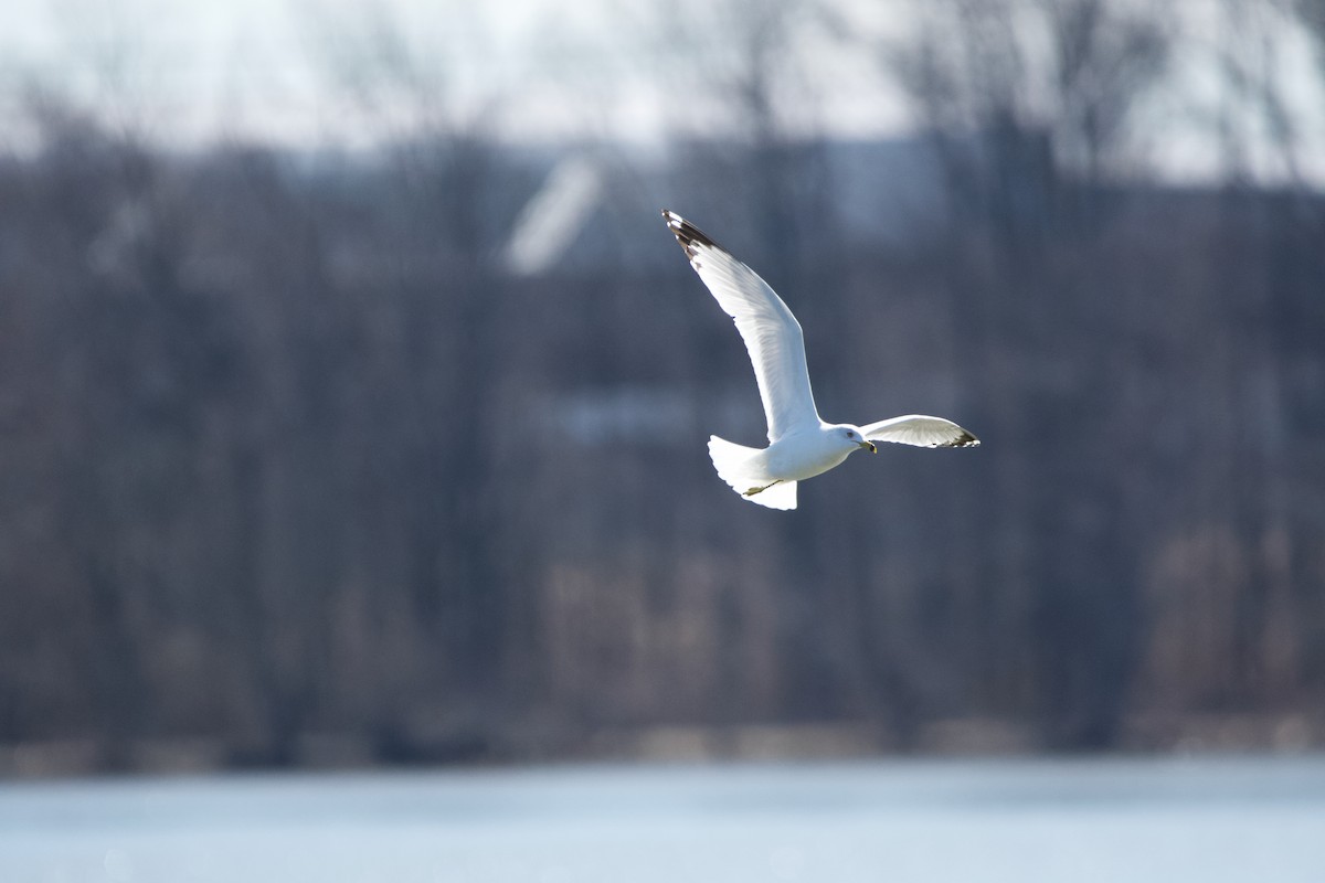 Ring-billed Gull - ML616081585