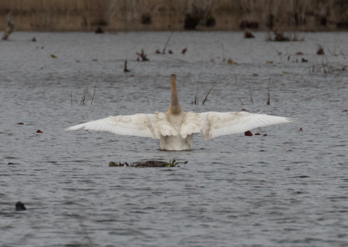 Tundra Swan - ML616081596