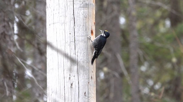 Black-backed Woodpecker - ML616081614