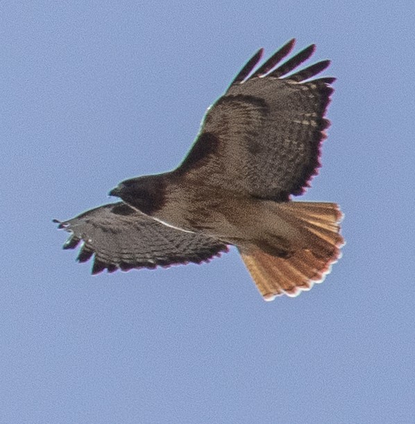 Red-tailed Hawk - ML616081657