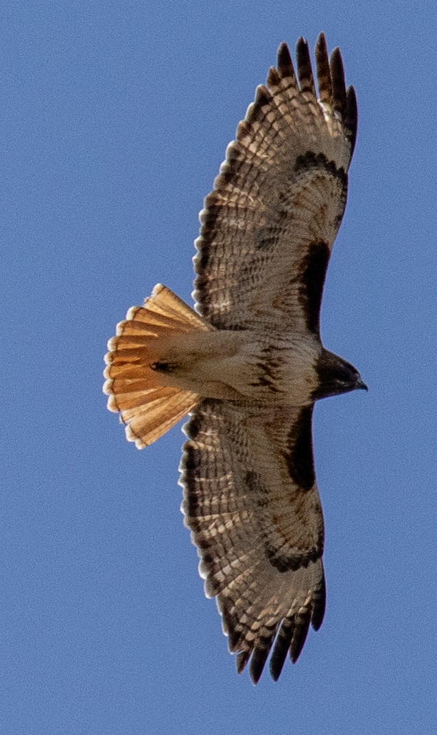 Red-tailed Hawk - ML616081662