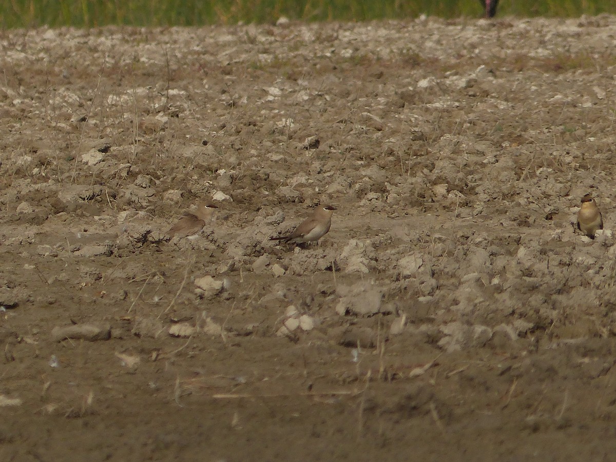 Small Pratincole - ML616081768