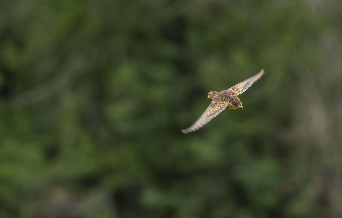 Kızıl Sırtlı Bıldırcınyelvesi - ML616081789