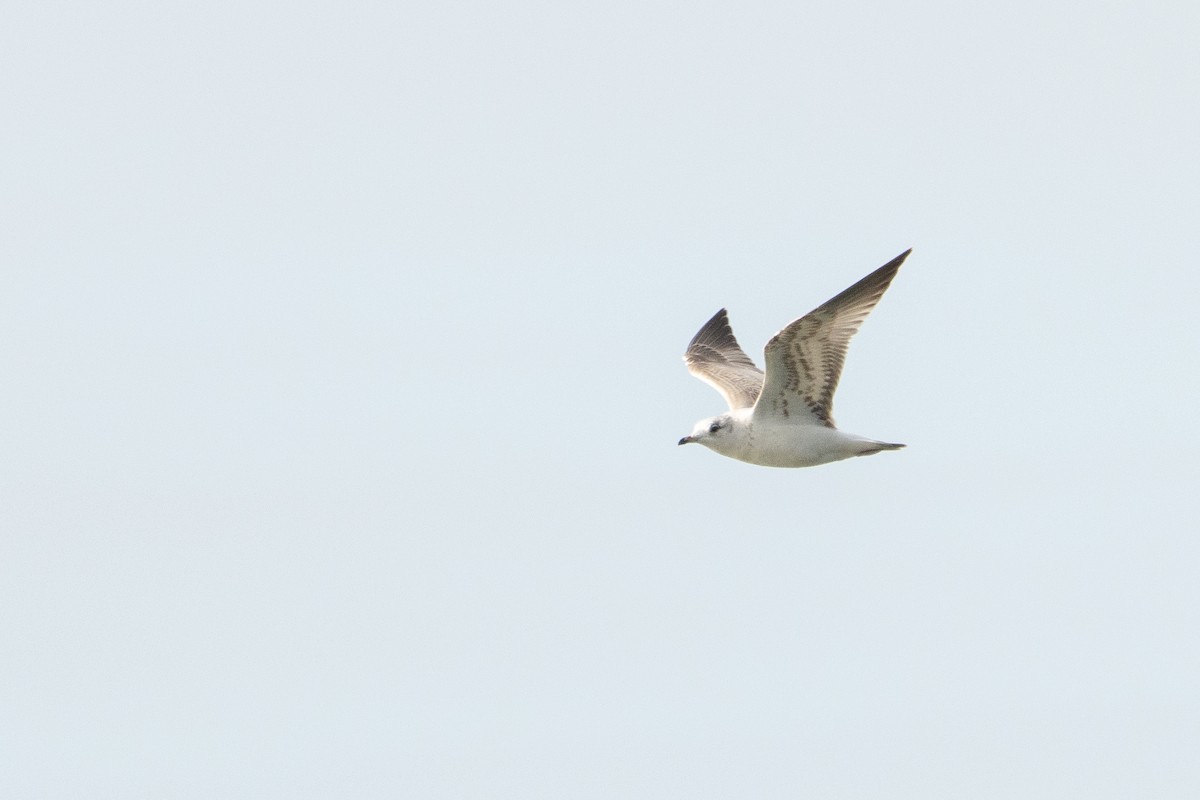 Common Gull - ML616081832