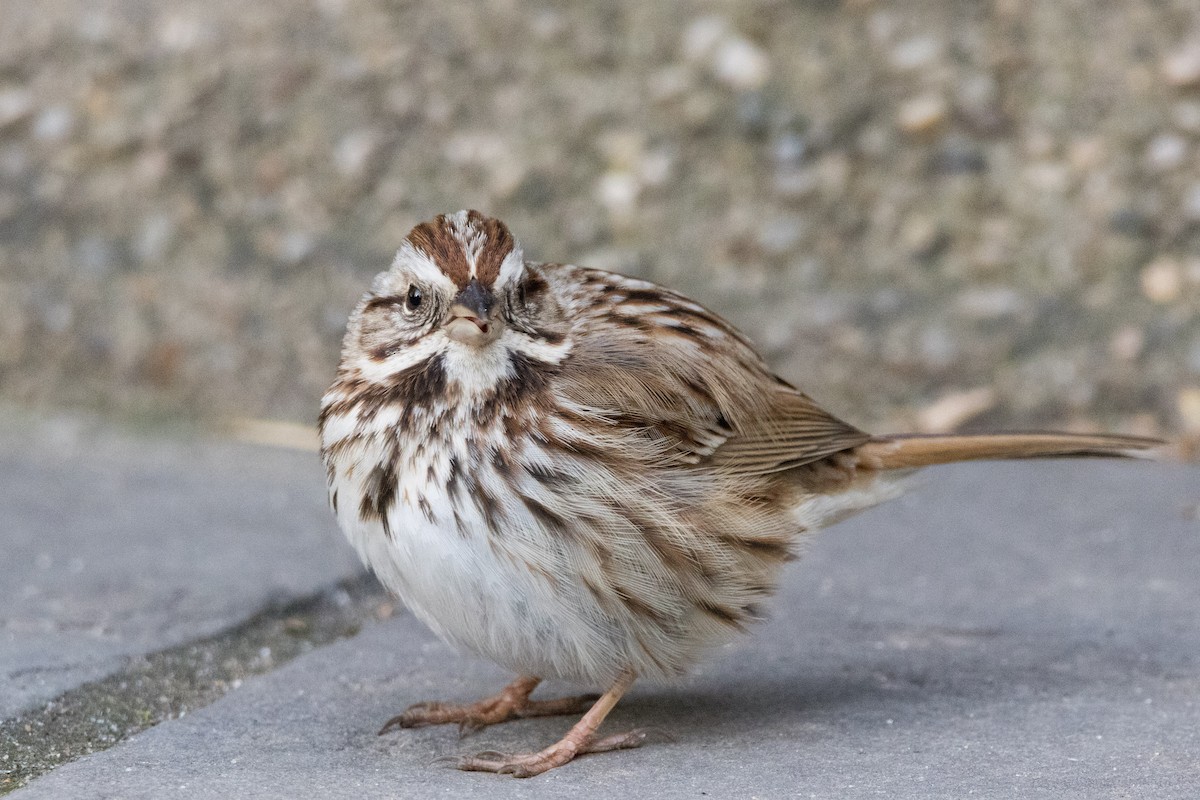 Song Sparrow - ML616081872