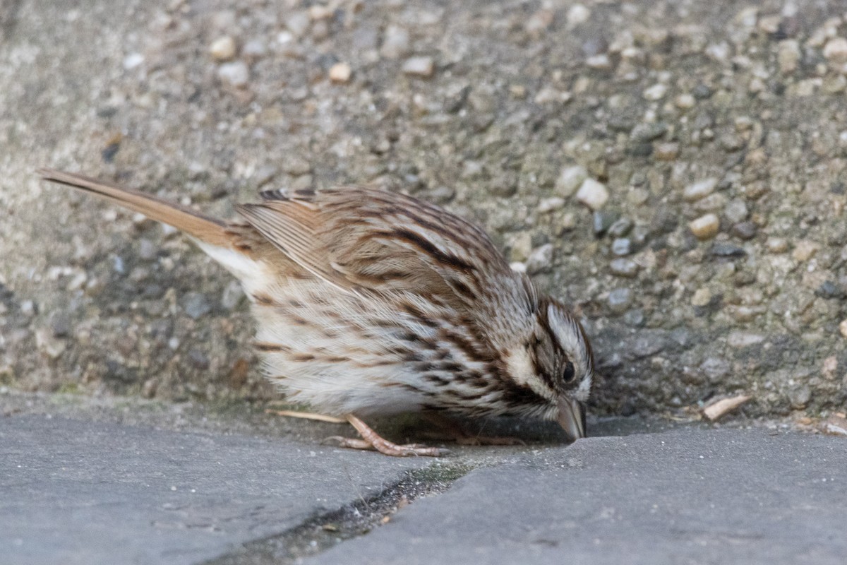 Song Sparrow - ML616081873