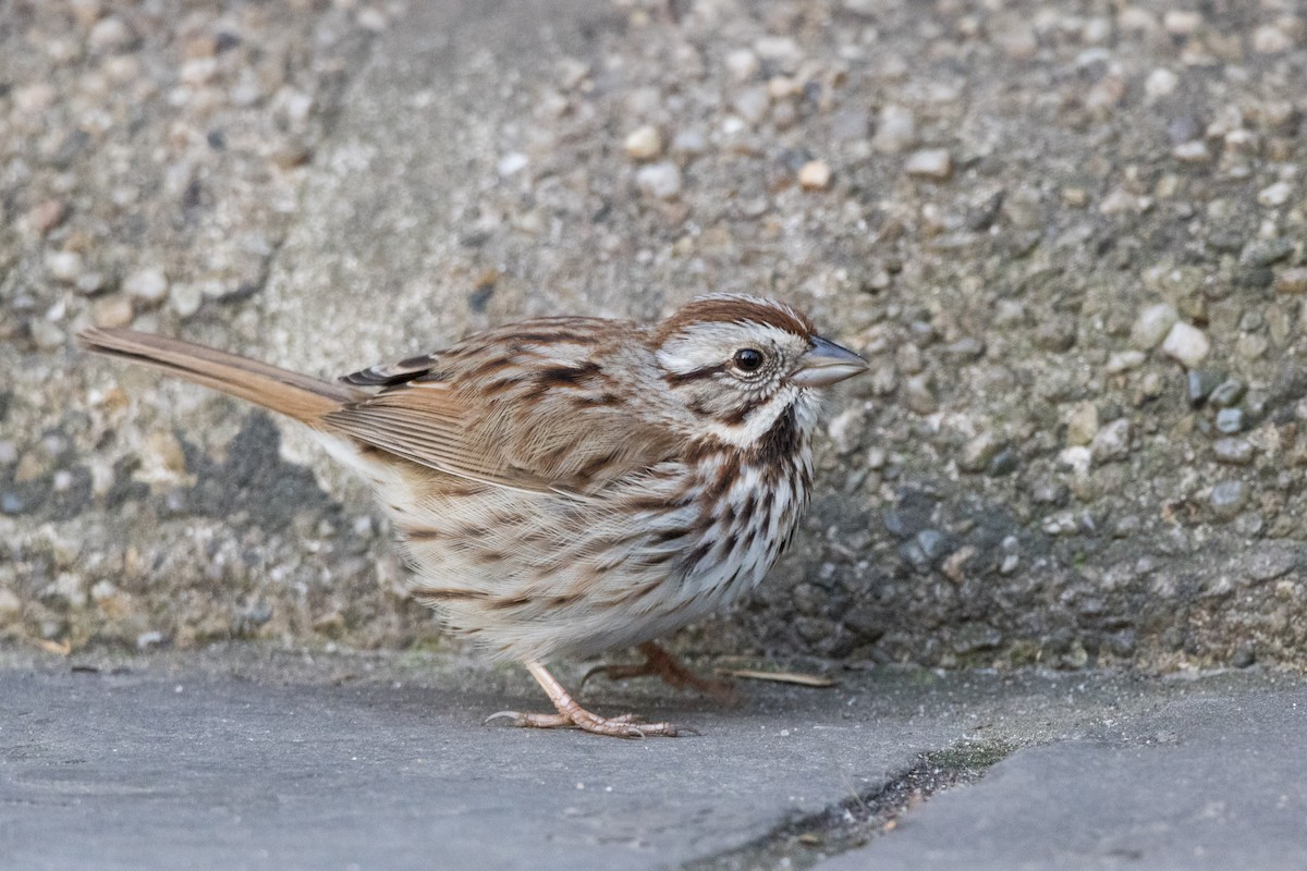 Song Sparrow - ML616081875