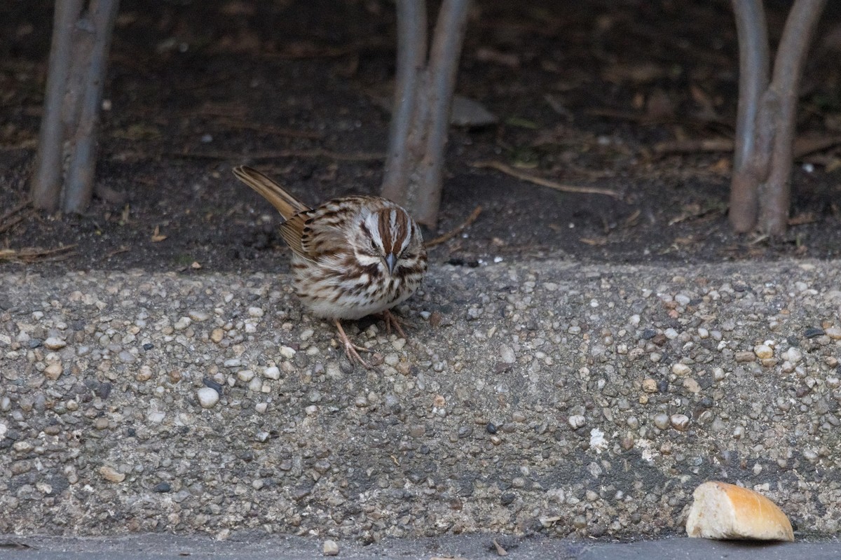 Song Sparrow - ML616081876