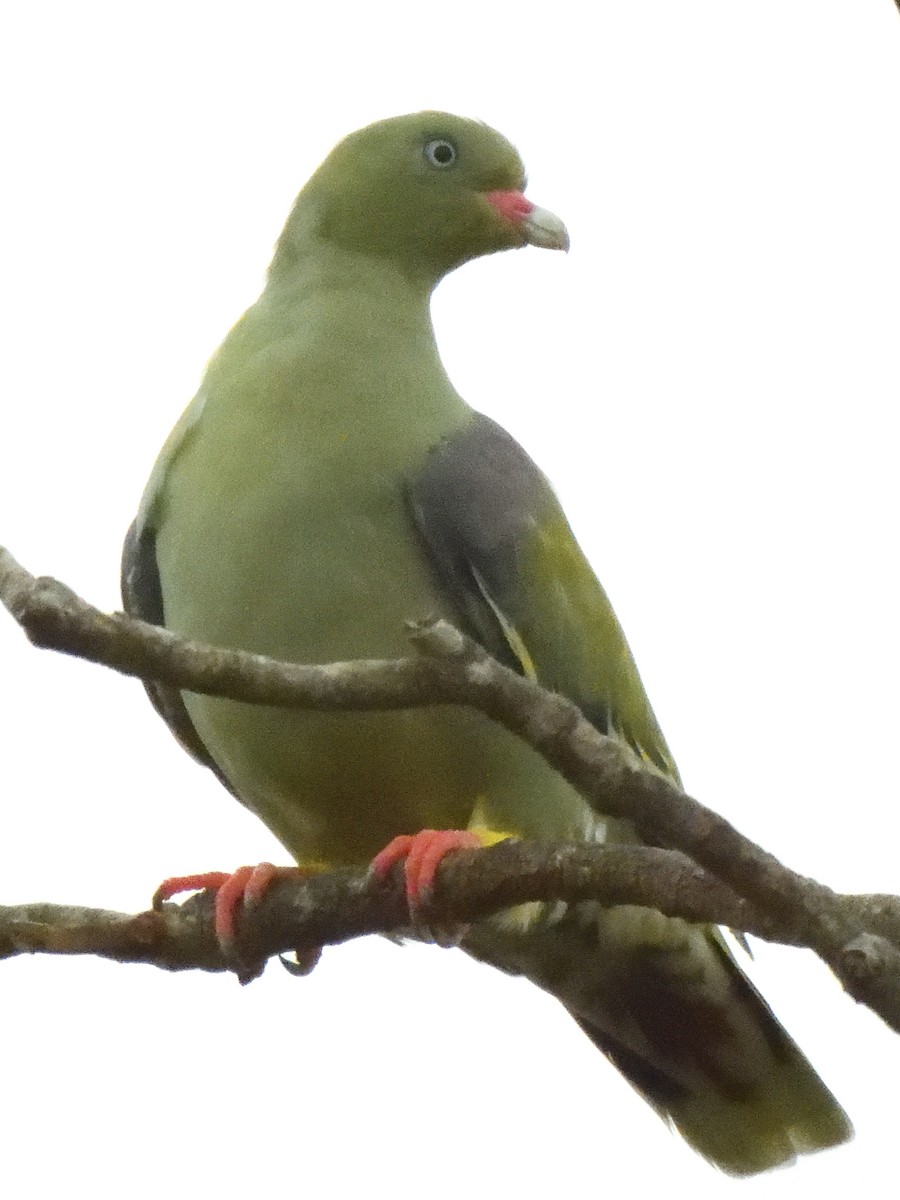 African Green-Pigeon - ML616081947